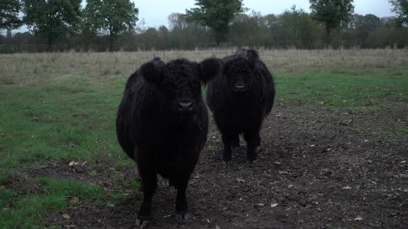 Two black galloway cows in field.