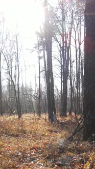 Vertical Video of a Beautiful Forest in the Afternoon Aerial View