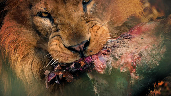 Big Male Lion Eating Dead Animal Meat