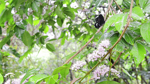 Butterfly on Butterfly Tree