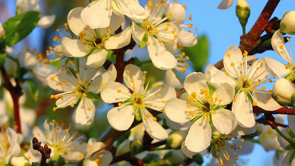 Cherry Tree Flowers