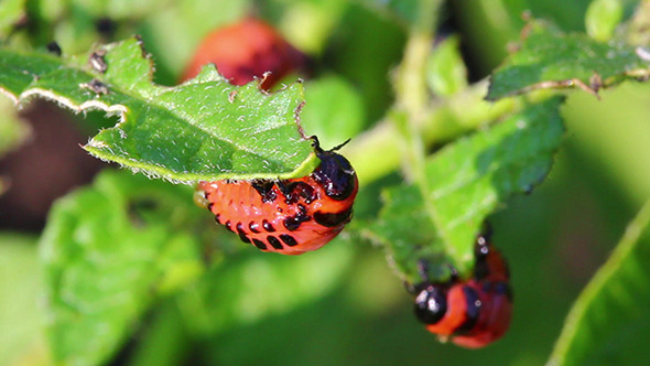 Colorado Beetle Larva