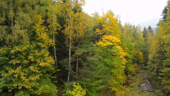 Forest & River, Autumn alt