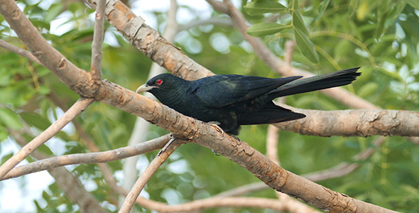 Asian Koel (Eudynamys scolopaceus) 02