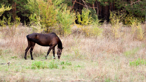 Horse On Pasture