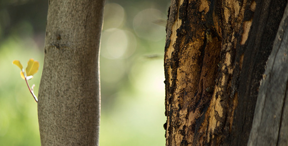 Busy Beehive in the Woods