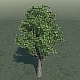 Green Tree  - 3DOcean Item for Sale