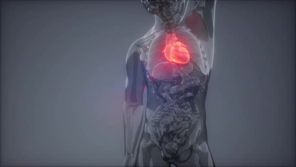 Human Heart Radiology Exam alt