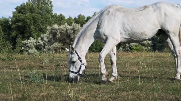 White Horse Grazes on a Green Field in Slow Motion