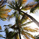 Sunbeams In The Palm Tree - VideoHive Item for Sale
