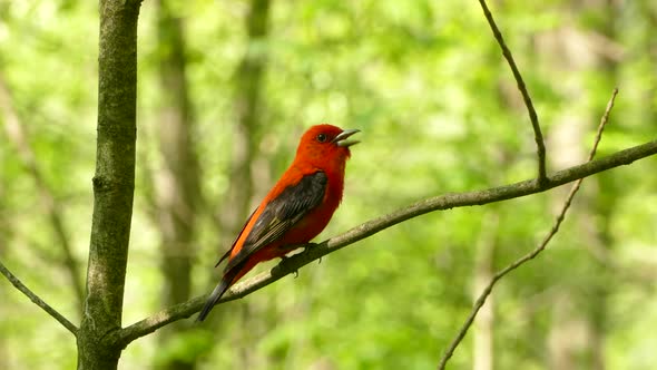 Scarlet Tanager taking off from a branch in the middle of the forest.
