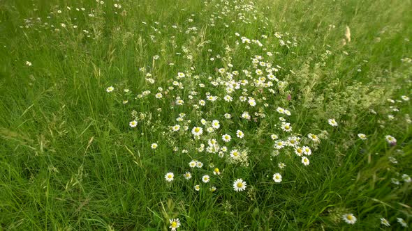 Chamomile Flowers Field. Daises Moving In Summer Breeze