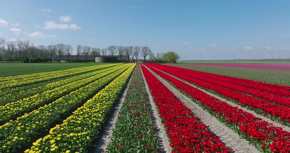 Rows of Yellow, red and Pink Tulips in Flevoland The Netherlands with wind turbines spinning.