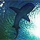 Shark is Approaching - VideoHive Item for Sale