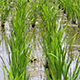 Rice Field 2 - VideoHive Item for Sale