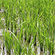 Rice Field 3 - VideoHive Item for Sale