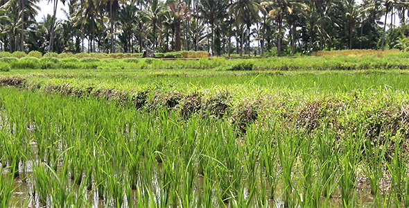 Rice Field 3