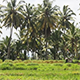 Rice Field and Palm Trees - VideoHive Item for Sale