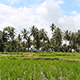 Rice Field and Palm Trees 2 - VideoHive Item for Sale