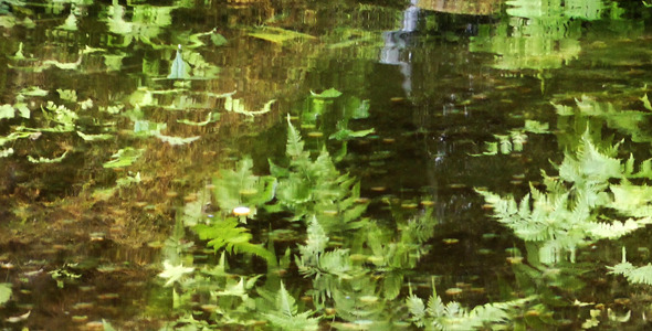 Leaves Reflection on Lake Water