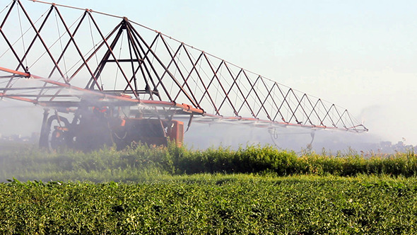 Irrigation Of A Potato Field