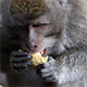 Monkey Eating Corn 1 - VideoHive Item for Sale