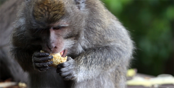 Monkey Eating Corn 1
