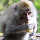 Monkey Eating Corn 2 - VideoHive Item for Sale