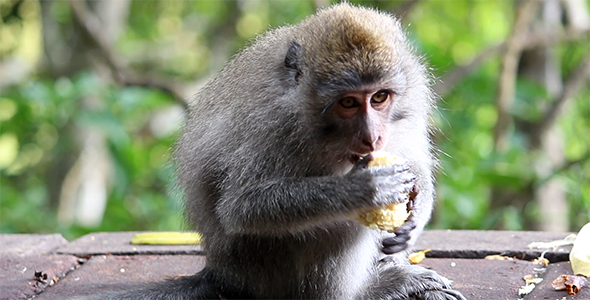 Monkey Eating Corn 2
