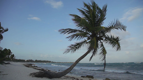 Paradise Beach Palm Tree Caribbean Mexico 11