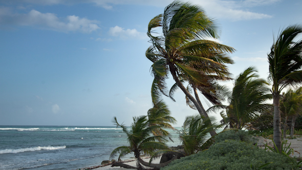 Paradise Beach Palm Tree Caribbean Mexico 5