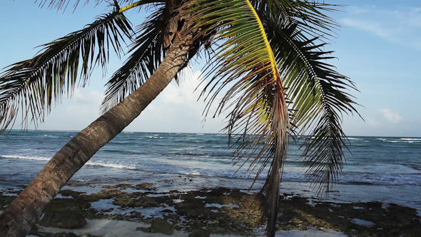 Paradise Beach Palm Tree Mexico 3 alt