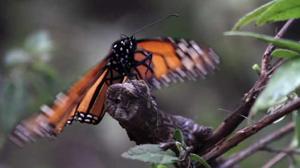 Monarch Butterfly Sanctuary Mexico 33