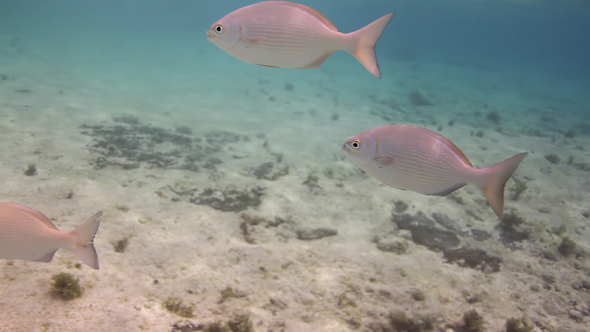 Underwater Snorkeling In Mexico 16 alt