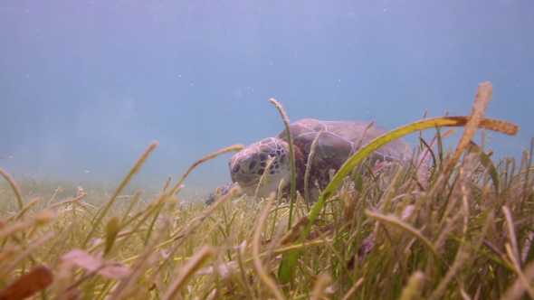 Loggerhead Turtle Underwater Mexico 17 alt