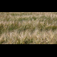 The Field of Wheat - VideoHive Item for Sale