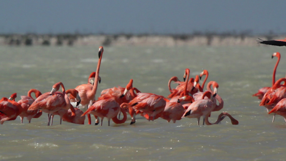 Pink Flamingo Mexico Wildlife Bird 7 alt