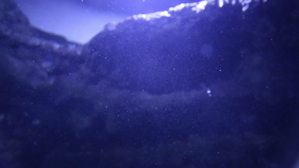 Fish And Sea Life In An Aquarium 18 alt