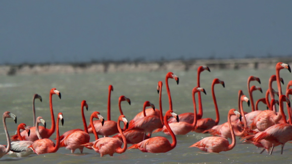 Pink Flamingo Mexico Wildlife Bird 8