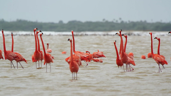 Pink Flamingo Mexico Wildlife Birds 2