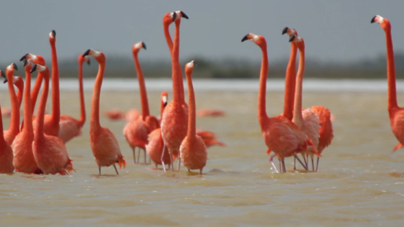 Pink Flamingo Wild Life Mexico Birds 6