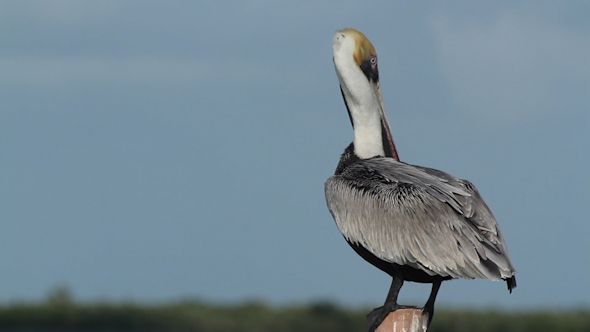 Brown Pelican Mexico Wildlife 2