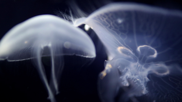Jellyfish And Sea Life In An Aquarium 16