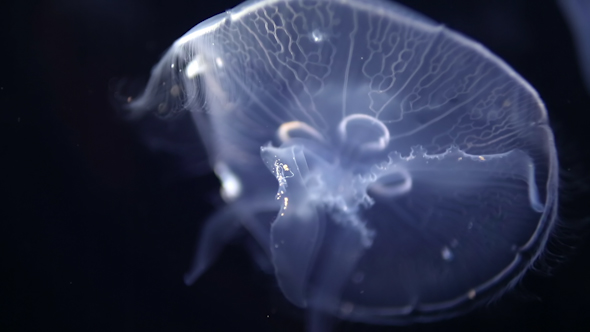 Jellyfish And Sea Life In An Aquarium 17