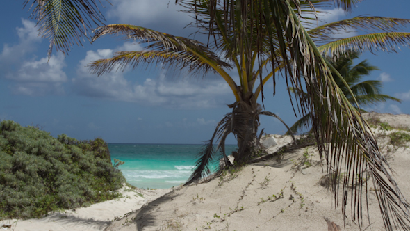 Paradise Beach Palm Tree Caribbean Mexico 2