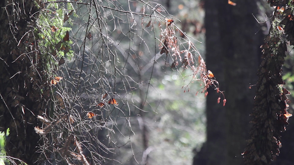 Monarch Butterfly Sanctuary Mexico 44