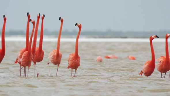 Pink Flamingo Mexico Wildlife Birds 17