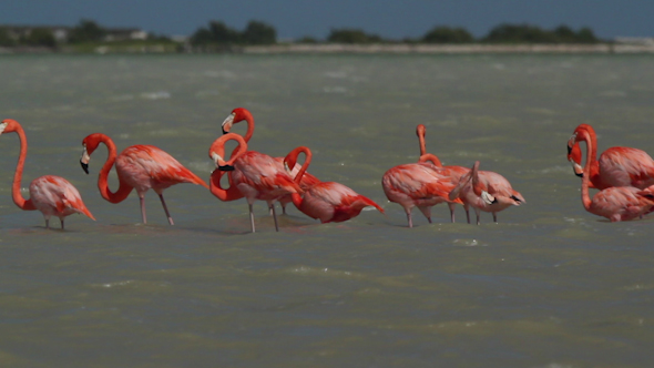 Pink Flamingo Wild Life Mexico Birds 18