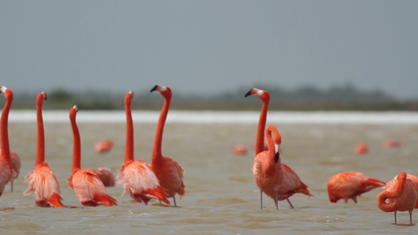 Pink Flamingo Wild Life Mexico Birds 5