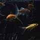 Goldfish - VideoHive Item for Sale